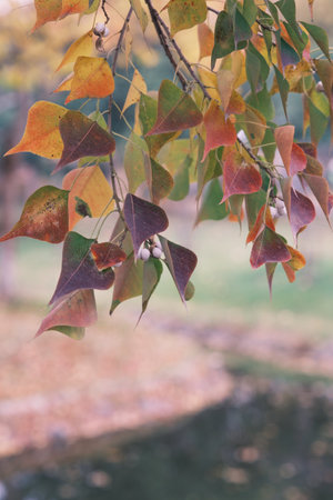 Autumn scenery of Yuehu Park in Wuhan, Hubeiの写真素材