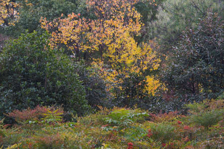 Autumn scenery of Yuehu Park in Wuhan, Hubeiの写真素材