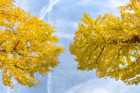 Autumn scenery of Yuehu Park in Wuhan, Hubeiの写真素材