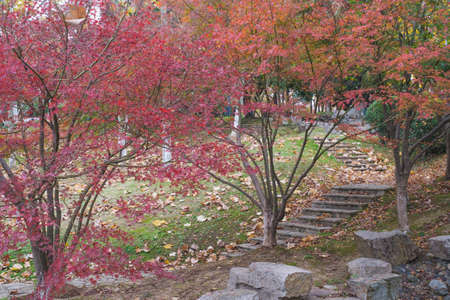 Autumn scenery of Yuehu Park in Wuhan, Hubeiの写真素材