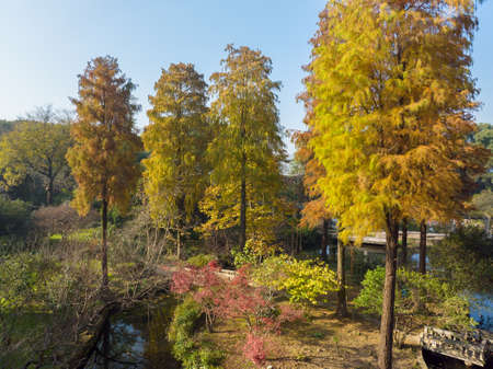 Autumn scenery in Wuhan Botanical Garden, Hubeiの写真素材