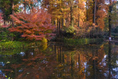 Autumn scenery in Wuhan Botanical Garden, Hubeiの写真素材