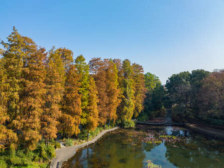 Autumn scenery in Wuhan Botanical Garden, Hubeiの写真素材