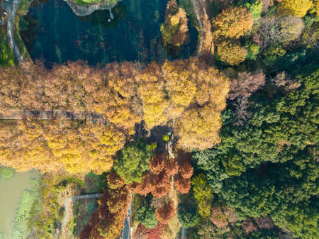 Autumn scenery in Wuhan Botanical Garden, Hubeiの写真素材