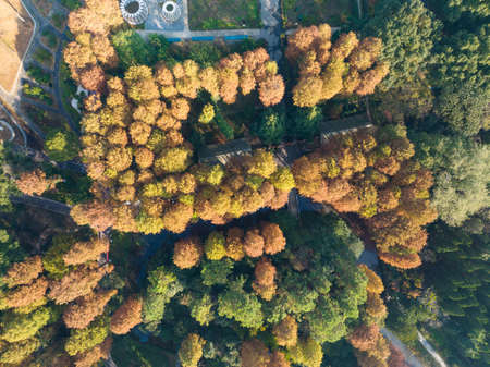 Autumn scenery in Wuhan Botanical Garden, Hubeiの写真素材