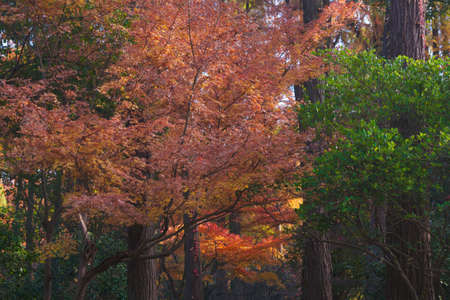 Autumn scenery in Wuhan Botanical Garden, Hubeiの写真素材