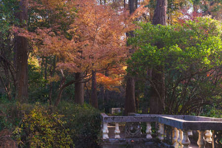 Autumn scenery in Wuhan Botanical Garden, Hubeiの写真素材