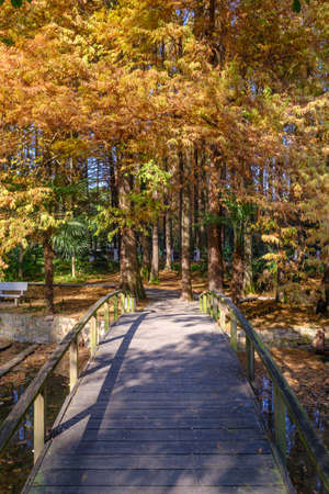 Autumn scenery in Wuhan Botanical Garden, Hubeiの写真素材