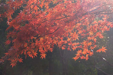 Autumn scenery in Wuhan Botanical Garden, Hubeiの写真素材
