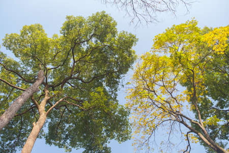 Autumn scenery in Wuhan Botanical Garden, Hubeiの写真素材