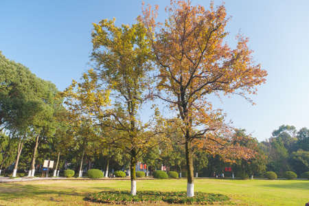 Autumn scenery in Wuhan Botanical Garden, Hubeiの写真素材