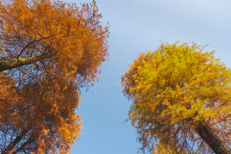 Autumn scenery in Wuhan Botanical Garden, Hubeiの写真素材