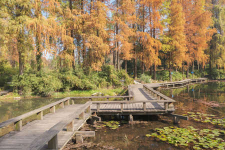 Autumn scenery in Wuhan Botanical Garden, Hubeiの写真素材