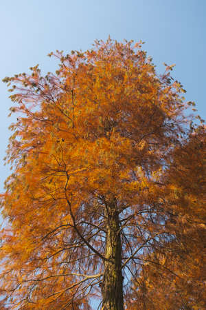 Autumn scenery in Wuhan Botanical Garden, Hubeiの写真素材