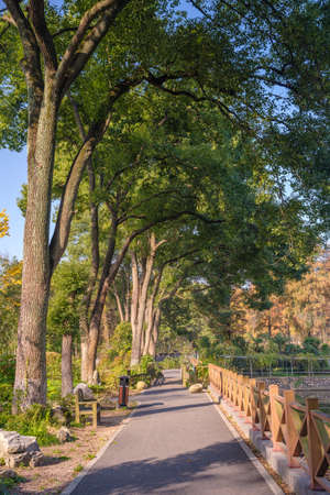 Autumn scenery in Wuhan Botanical Garden, Hubeiの写真素材