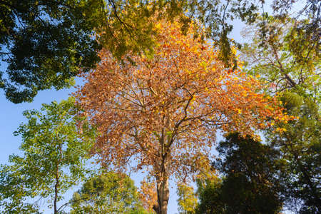 Autumn scenery in Wuhan Botanical Garden, Hubeiの写真素材