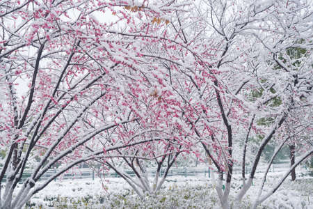 Plum blossoms in snow in East Lake Scenic Area, Wuhan, Hubeiの写真素材