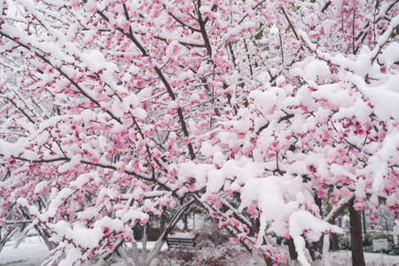 Plum blossoms in snow in East Lake Scenic Area, Wuhan, Hubeiの写真素材