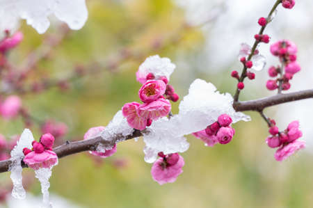 Plum blossoms in snow in East Lake Scenic Area, Wuhan, Hubeiの写真素材