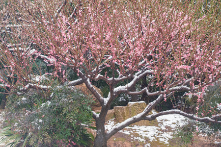 Plum blossoms in snow in East Lake Scenic Area, Wuhan, Hubeiの写真素材