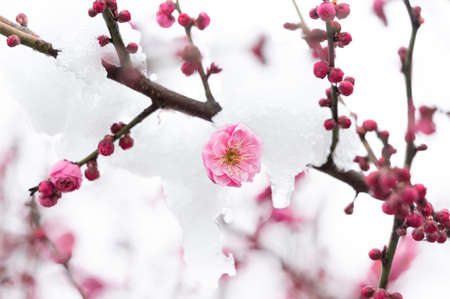 Plum blossoms in snow in East Lake Scenic Area, Wuhan, Hubeiの写真素材