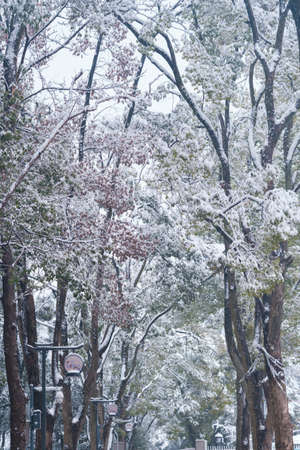 Winter snow scene in Moshan Scenic Area, East Lake, Wuhan, Hubeiの写真素材