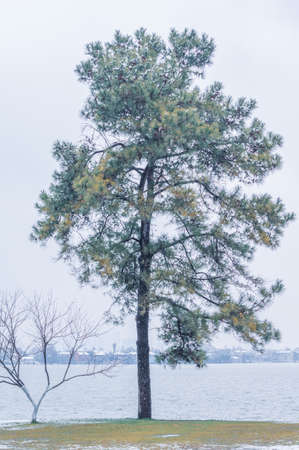 Winter snow scene in Moshan Scenic Area, East Lake, Wuhan, Hubeiの写真素材