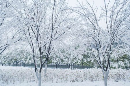 Winter snow scene in Moshan Scenic Area, East Lake, Wuhan, Hubeiの写真素材