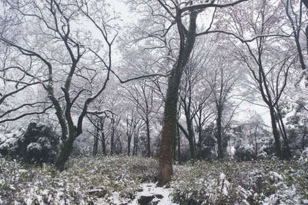Winter snow scene in Moshan Scenic Area, East Lake, Wuhan, Hubeiの写真素材