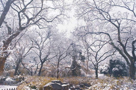 Winter snow scene in Moshan Scenic Area, East Lake, Wuhan, Hubeiの写真素材