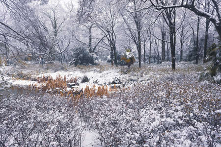 Winter snow scene in Moshan Scenic Area, East Lake, Wuhan, Hubeiの写真素材
