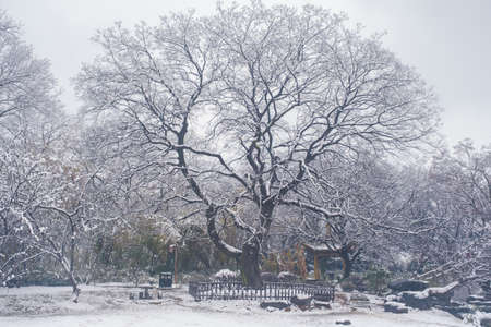 Winter snow scene in Moshan Scenic Area, East Lake, Wuhan, Hubeiの写真素材