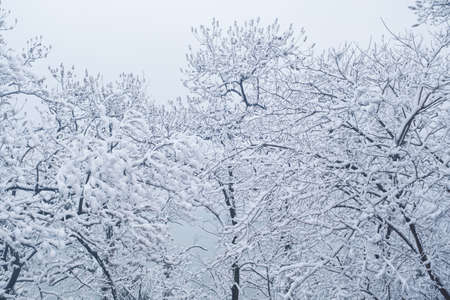 Winter snow scene in Moshan Scenic Area, East Lake, Wuhan, Hubeiの写真素材