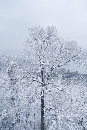 Winter snow scene in Moshan Scenic Area, East Lake, Wuhan, Hubeiの写真素材