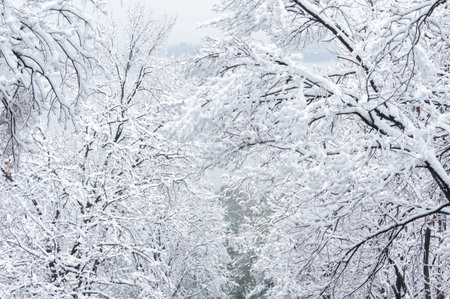 Winter snow scene in Moshan Scenic Area, East Lake, Wuhan, Hubeiの写真素材