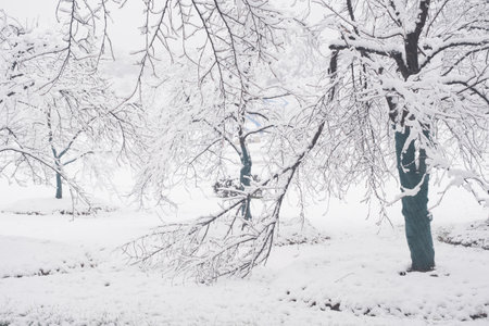 Winter Snow Scenery in Cherry Blossom Garden in East Lake Scenic Area, Wuhan, Hubeiの写真素材