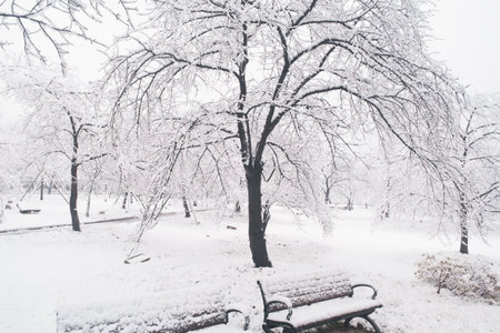 Winter Snow Scenery in Cherry Blossom Garden in East Lake Scenic Area, Wuhan, Hubeiの写真素材