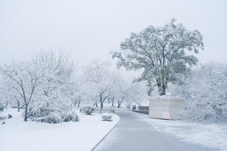 Winter Snow Scenery in Cherry Blossom Garden in East Lake Scenic Area, Wuhan, Hubeiの写真素材