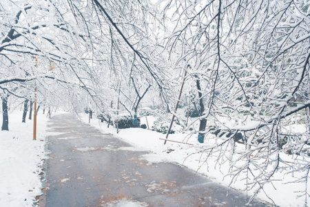 Winter Snow Scenery in Cherry Blossom Garden in East Lake Scenic Area, Wuhan, Hubeiの写真素材