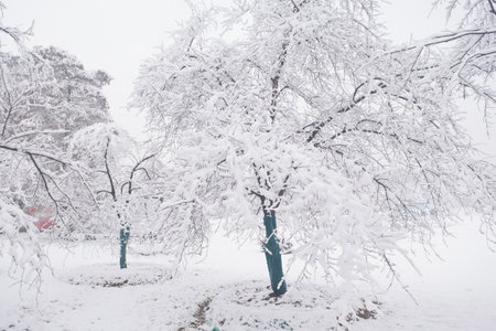 Winter Snow Scenery in Cherry Blossom Garden in East Lake Scenic Area, Wuhan, Hubeiの写真素材