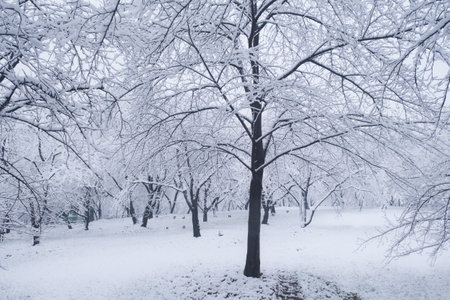 Winter Snow Scenery in Cherry Blossom Garden in East Lake Scenic Area, Wuhan, Hubeiの写真素材