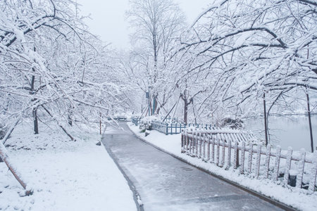 Winter Snow Scenery in Cherry Blossom Garden in East Lake Scenic Area, Wuhan, Hubeiの写真素材