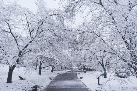 Winter Snow Scenery in Cherry Blossom Garden in East Lake Scenic Area, Wuhan, Hubeiの写真素材