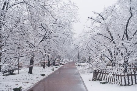 Winter Snow Scenery in Cherry Blossom Garden in East Lake Scenic Area, Wuhan, Hubeiの写真素材
