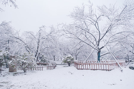 Winter Snow Scenery in Cherry Blossom Garden in East Lake Scenic Area, Wuhan, Hubeiの写真素材