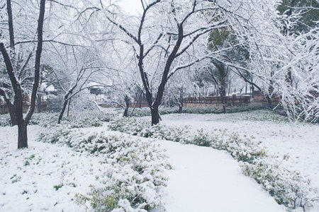 Winter Snow Scenery in Cherry Blossom Garden in East Lake Scenic Area, Wuhan, Hubeiの写真素材