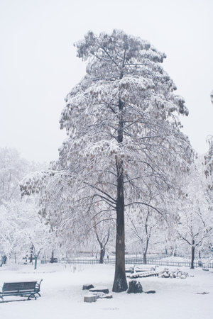 Winter Snow Scenery in Cherry Blossom Garden in East Lake Scenic Area, Wuhan, Hubeiの写真素材
