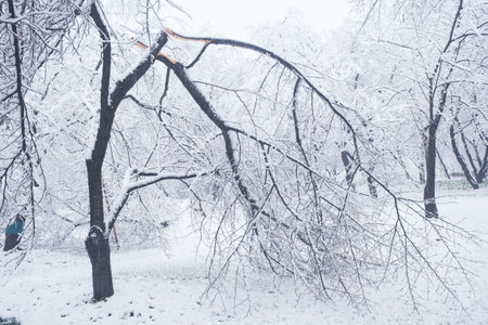 Winter Snow Scenery in Cherry Blossom Garden in East Lake Scenic Area, Wuhan, Hubeiの写真素材