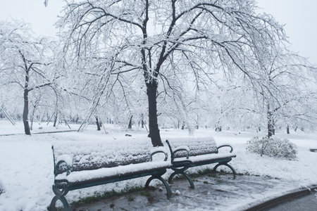Winter Snow Scenery in Cherry Blossom Garden in East Lake Scenic Area, Wuhan, Hubeiの写真素材