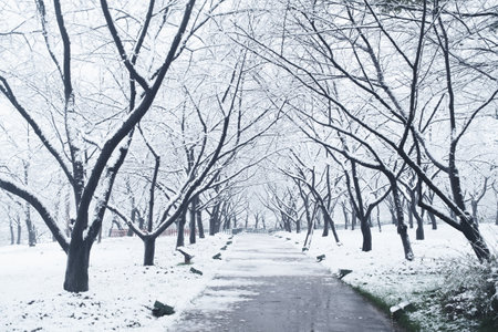 Winter Snow Scenery in Cherry Blossom Garden in East Lake Scenic Area, Wuhan, Hubeiの写真素材